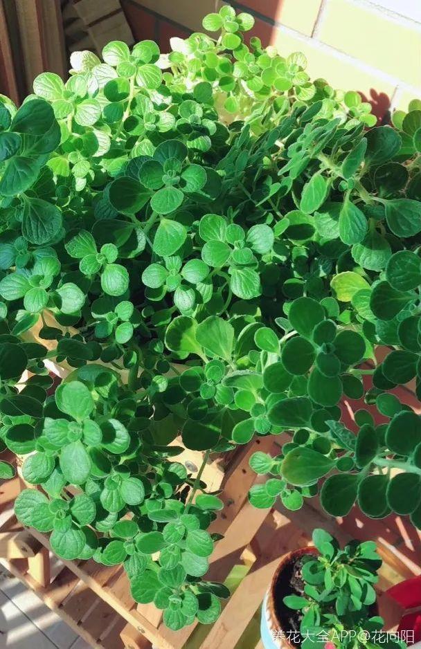 龟背竹是“吸废气”高手,家里放一盆,门窗紧闭也能空气清新!