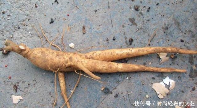 它便是珍贵的“土人参”,告诉村里人,目前80元一斤,别忽视!