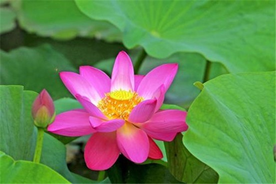 生冷食物|芒种到三伏，4个“养阳”法，补足阳气，赶跑寒气，安稳过秋冬！