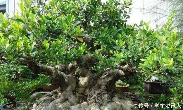 盆景|野外3种树不起眼,栽到花盆做盆景,漂亮又美观,越养越值钱!