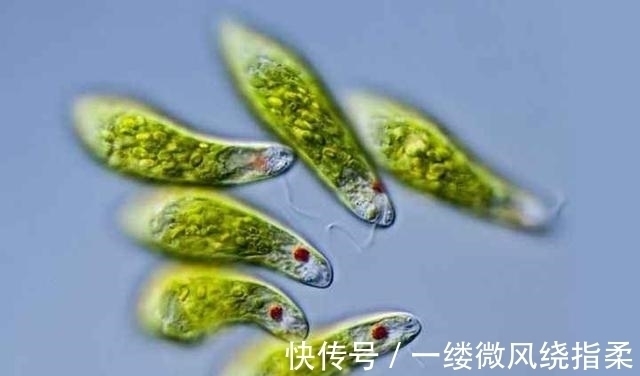 哲学!“我思故我在”真的是错的吗?为什么笛卡尔会遭到康德的反驳?