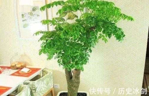 鹅掌木|客厅养花有“讲究”,这3种树养1盆,好看又养眼,还能带来好运气