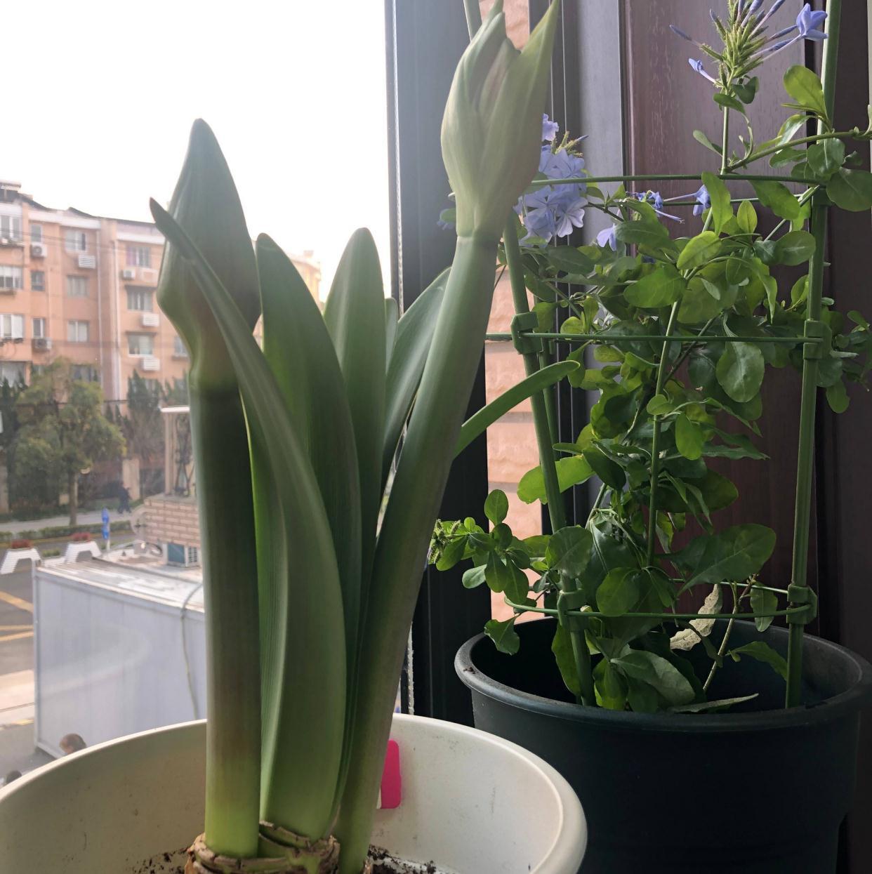 秋季|栽种朱顶红,简单3步,开出大花、颜值很高、惊艳无比