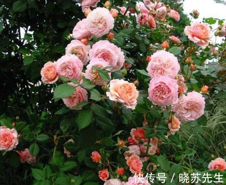 农历十月初四立冬后，养什么花？以下3种花，合家欢乐红红火火