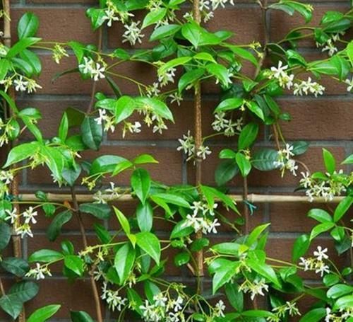 3种驱蚊花，花香到发臭，有人喜欢有人厌，你养了几种？