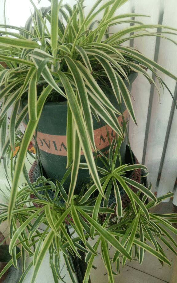 专为养花杀手准备的几种不死花，好养易活颜值高，能养死算我输