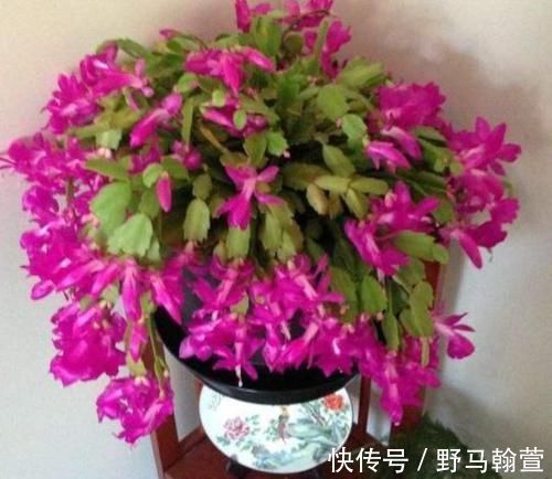 想让蟹爪兰长得好，就用上2种料，保准一年能够开花200多天