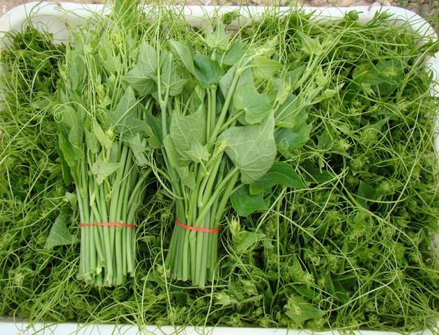 价值|这野菜长得像“龙须”,假如你见到,可别轻视或除掉,价值很高