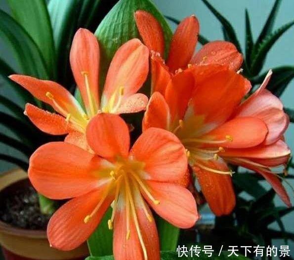 养花就养这几款，开花惊艳，好养活，不会养花就养它！