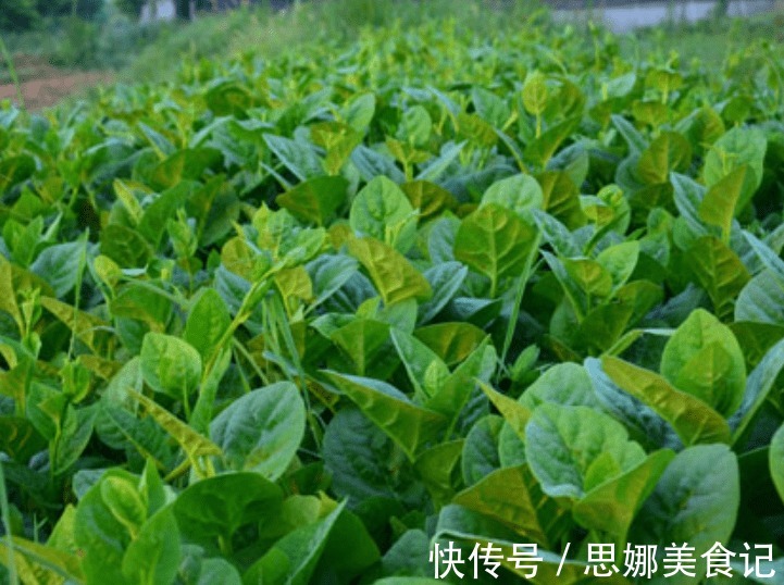 播种|木耳菜营养丰富,做菜清香爽滑可口,那怎样种出优良的木耳菜呢?