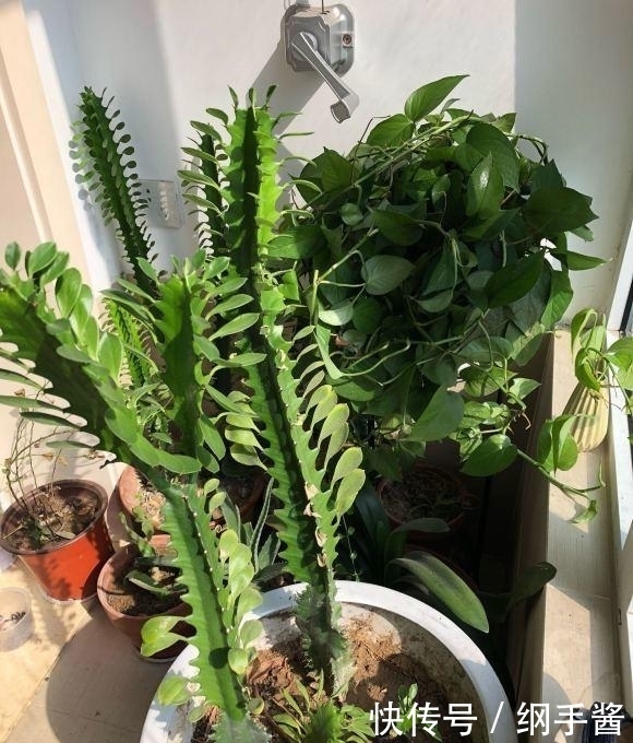 家里有龙骨的花友,冬天要防冻,小心冻死,这玩意一点不抗冻