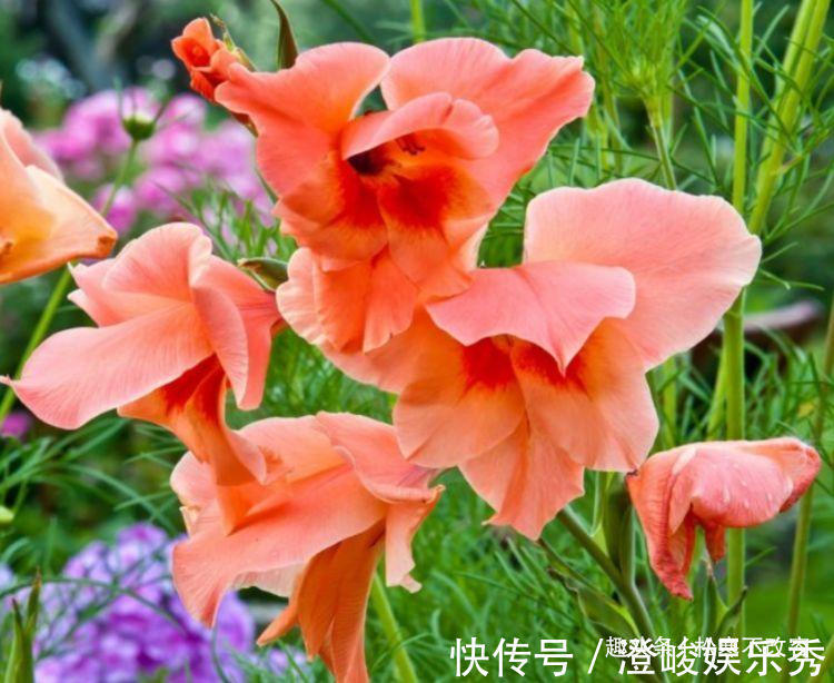 几种花超好养,花朵小巧玲珑,花叶俱美,养盆放阳台美极了