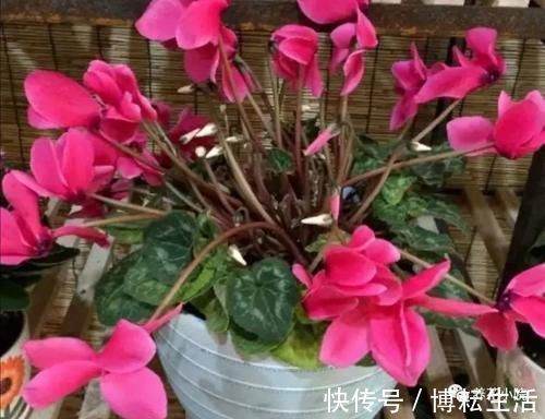 仙客来开花期,给它做4个小细节,开花时间长,花色更美