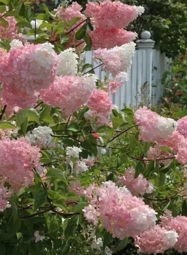 这才是花园应有的样子！