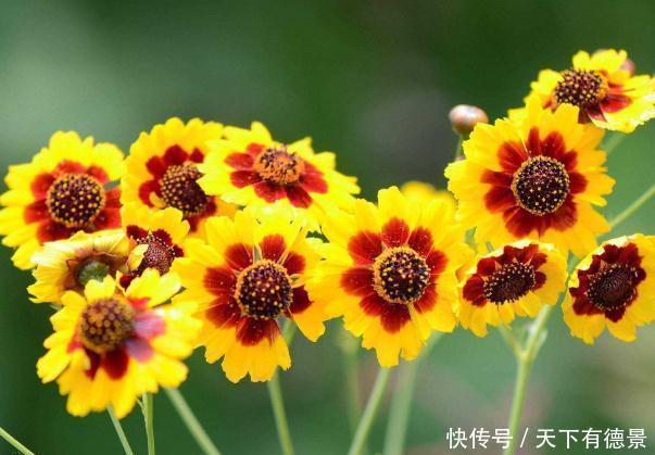 杜鹃花|农历5月11号开始,最适合养这些花,纯洁美,养几盆家里变花海!