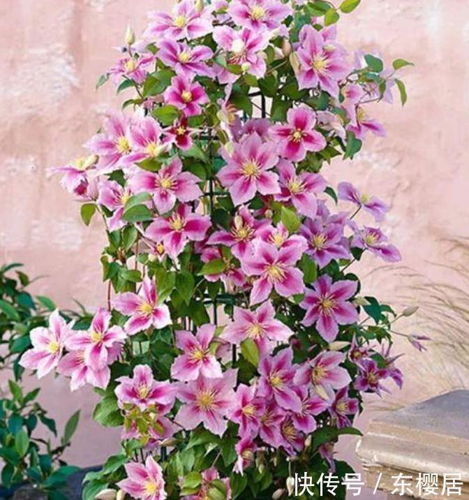 养花就养个花期长的,花大色艳,妖艳妖娆,层层交叠