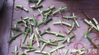 绿萝|爱吃“油”的盆栽，你知道是什么吗只需喝2滴，1年养出百十盆