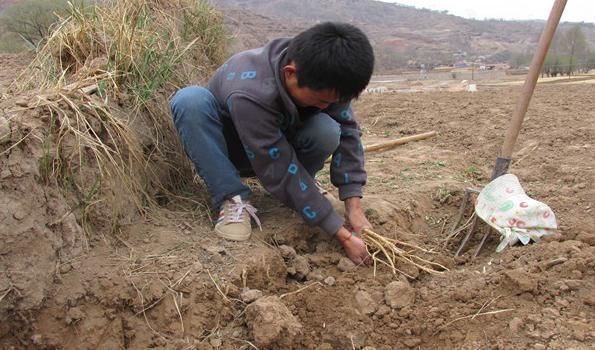 秋黄草|黄芪3斤不如它一两,坚持泡水喝,免疫力好了、气也足了