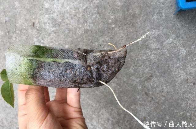 扦插月季不生根用它捂一捂,过几天“冒白根”,变成月季大户!