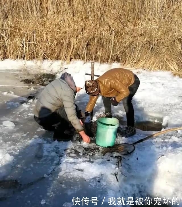 东北的老头鱼是一种什么鱼?生活在野泡子里,冬天冰封也冻不死