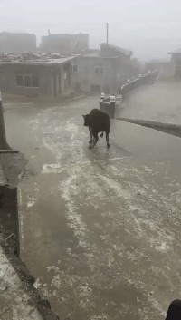 |搞笑GIF段子:初次带女朋友回家,这吃相有点吓坏家人啊