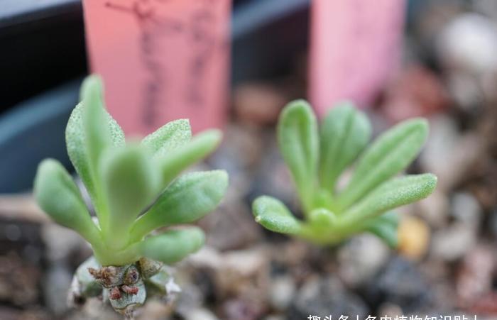 补光灯|办公桌养多肉别大意,这几点小知识我来告诉你