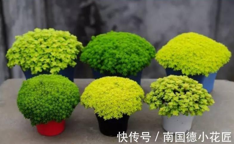 黄金万两|白露后，盆栽多肉选这3样，好养漂亮，常搁家里还能招财