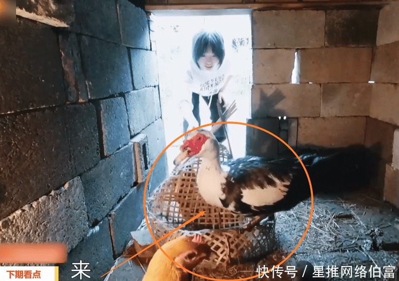 鸡笼 陈赫李诞还没走,蘑菇屋又迎来一位女嘉宾做客,抓起鸡来还不手软