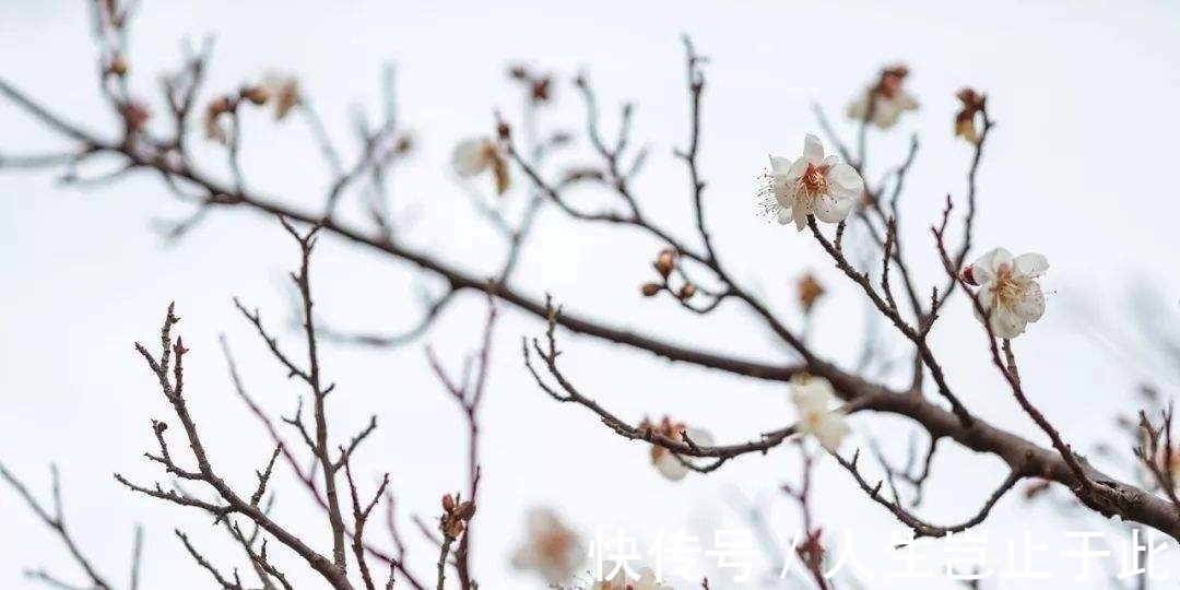 暗香$穷书生写了两首词,竟抱得美人归;学者:与辛弃疾不相上下