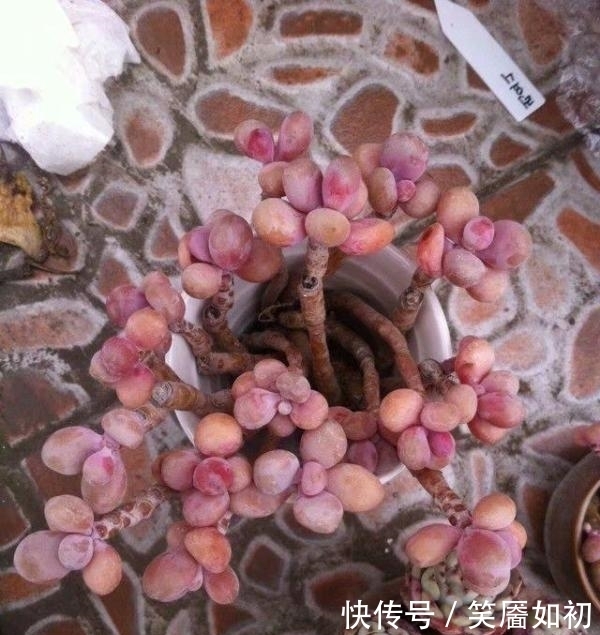 多肉小菜虫:多肉桃蛋胖到炸裂,也适用于所有景天肉!