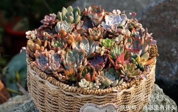 家庭|家庭种植多肉植物就用“此东西”!又漂亮又有创意!