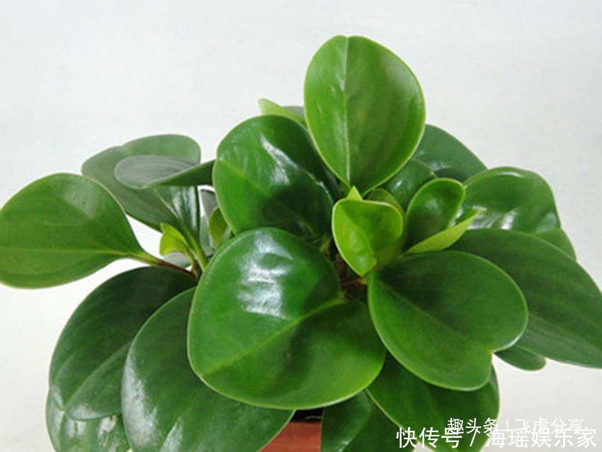 养殖|新手都养不死的八种花,随便掐根枝埋土里就活,咋养咋旺