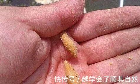 大鱼|夜钓鲤鱼，真的不用吹，这套钓法最管用，大鲤鱼接连入护