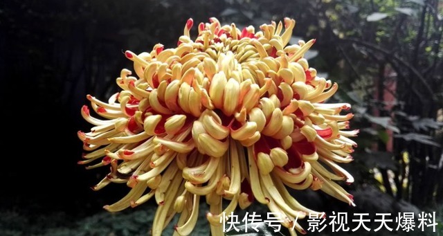 秋天4种花别着急“修剪”,当年长得枝条都是花,剪了就不开花!