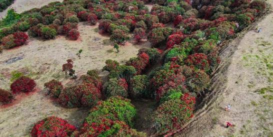 兰花|6种北方不适合养的花卉,技术不到位容易死,非高手就不要考虑了