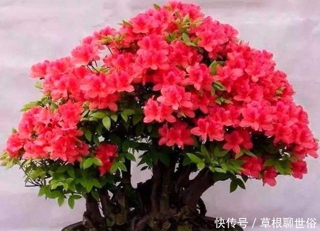 养杜鹃花的3个“技巧”,不掉叶不黄叶,绿油油,花越开越鲜艳