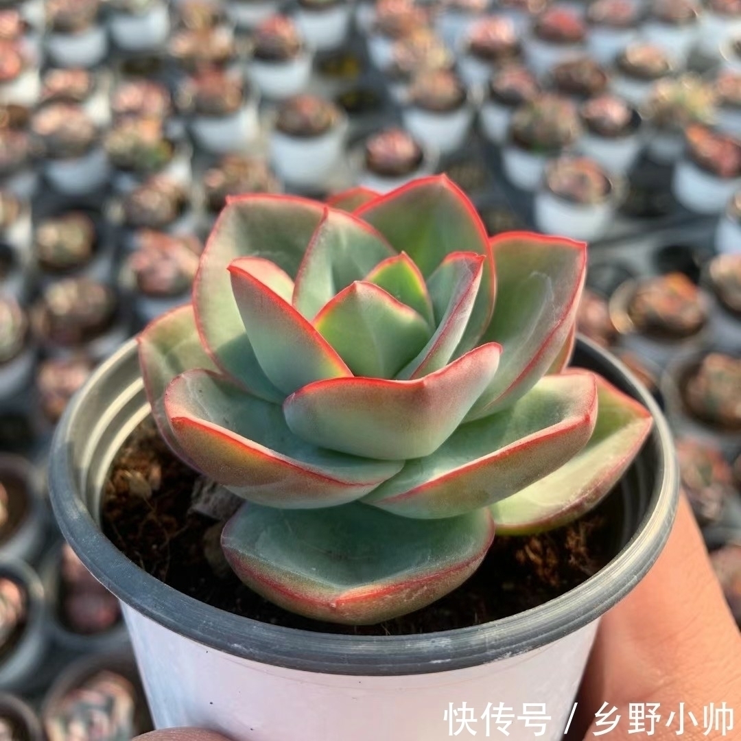 别的多肉都肥嘟嘟胖乎乎的,这些薄叶多肉也很美,看看你养了几种