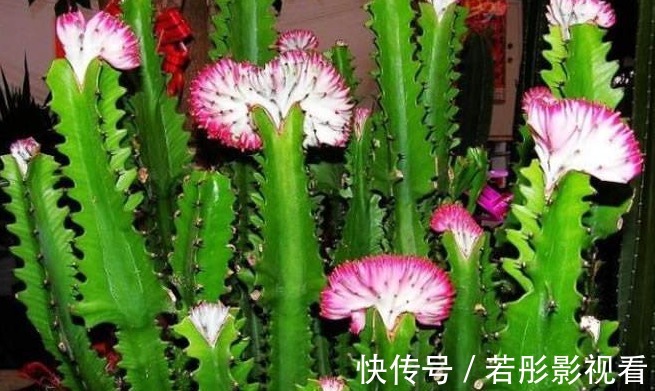 龙骨|富裕家庭都养“3种花”,摆在客厅金玉满堂,懂行人都会养一盆