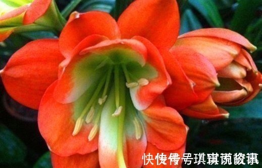 光照|养君子兰的小妙招,年年开花爆盆,叶子整齐不倾斜,全年开花不断