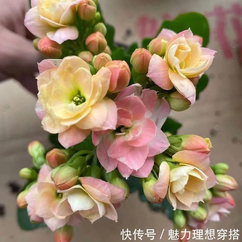 冬天常见的“吉利花”,耐旱皮实花量大,大半年都在开花