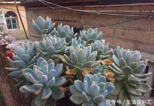 多肉|一直养不好多肉?试着养棵冬美人,会有不一样的惊喜!