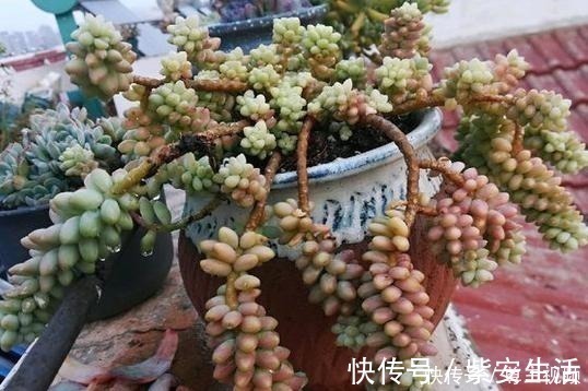 侧芽|把玉坠养出老桩不难,养出艳丽颜色就不简单了!