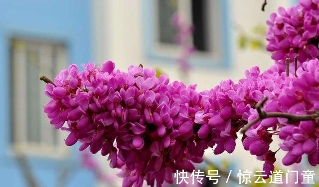 生肖|桃花旺盛的生肖