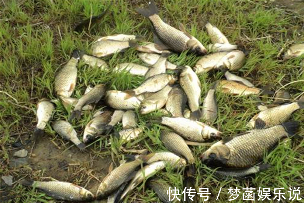 大鱼|钓鱼技巧:钓鱼要不要放口?把窝中鱼钓光,还是养一养?你怎么看