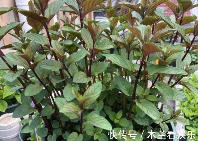 洁癖|吸臭强性强的4种花,有洁癖一定要养,效果不仅明显还省事!