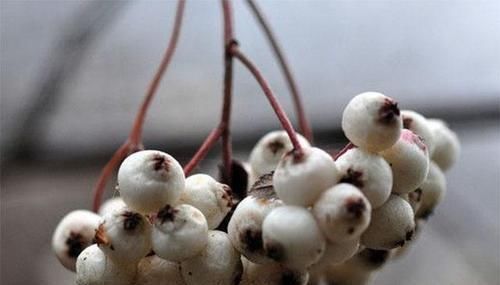 中年|中医3种中药助养肾,常泡水喝,排毒素,肾气足