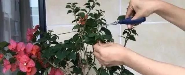 花朵出来|三角梅开花少,做好这四点,花苞呼呼冒根本看不见叶