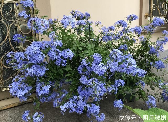 这3种花，就得使劲晒太阳，晒不够不开花