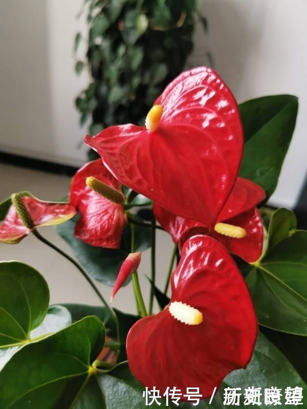 鸭掌木|文竹掐个枝,找个瓶子插水里,三天就冒小笋芽