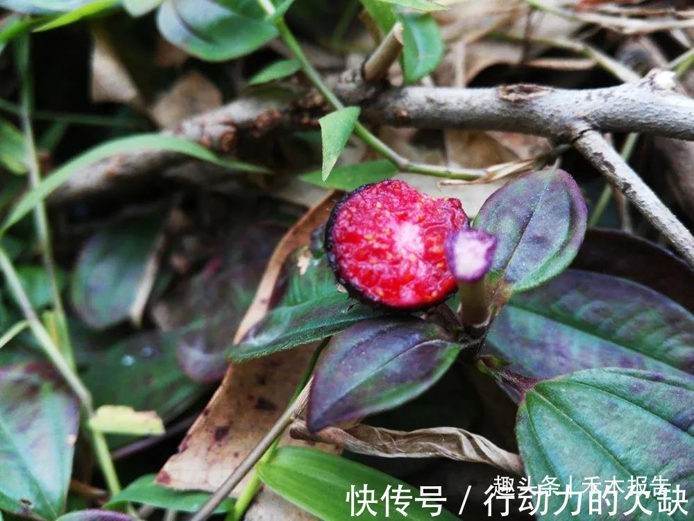 农民们|浑身是刺,吃了舌头会变黑,却是高钙野果,如今市场30元一斤